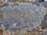 Rinodina oxydata image