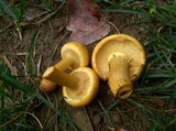 Gymnopilus luteus image