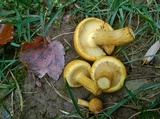 Gymnopilus luteus image