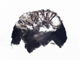 Rinodina oxydata image