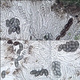 Rinodina oxydata image