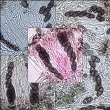 Rinodina oxydata image