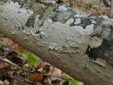 Irpex lacteus image