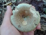 Lactarius paradoxus image