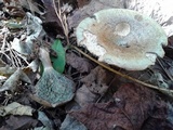 Lactarius paradoxus image