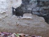 Irpex lacteus image