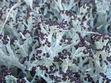 Cladonia rangiformis image