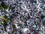 Cladonia rangiformis image