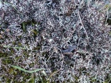Cladonia rangiformis image