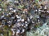 Peltigera polydactylon image