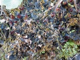 Peltigera polydactylon image