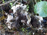 Peltigera polydactylon image