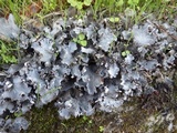 Peltigera rufescens image