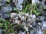 Peltigera rufescens image