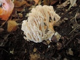 Ramaria pallida image