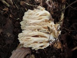 Ramaria pallida image
