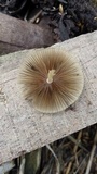 Parasola auricoma image