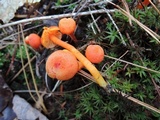 Hygrocybe miniata image