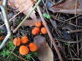Hygrocybe miniata image