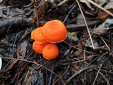Hygrocybe miniata image