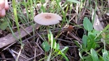 Parasola auricoma image