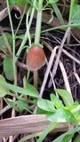 Parasola auricoma image