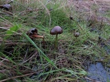 Psilocybe stuntzii image