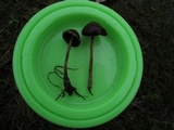 Psilocybe stuntzii image