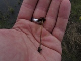 Psilocybe stuntzii image