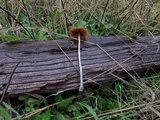 Pholiotina smithii image