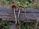Pholiotina smithii image