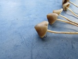 Psilocybe pelliculosa image