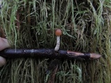 Psilocybe pelliculosa image