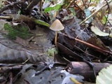 Psilocybe pelliculosa image