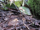 Psilocybe pelliculosa image