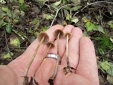 Psilocybe pelliculosa image
