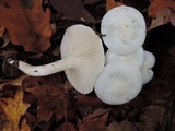 Hygrophorus eburneus image