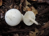 Hygrophorus eburneus image