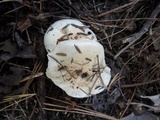 Hygrophorus roseobrunneus image