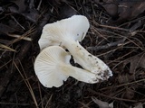 Hygrophorus roseobrunneus image