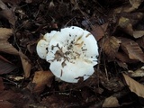 Hygrophorus sordidus image