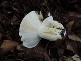 Hygrophorus sordidus image