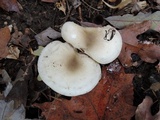 Hygrophorus occidentalis image