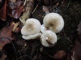 Hygrophorus occidentalis image