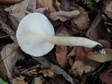 Hygrophorus occidentalis image