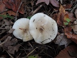 Hygrophorus occidentalis image