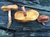 Gymnopilus thiersii image