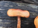 Gymnopilus thiersii image