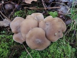 Lyophyllum fuligineum image