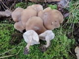 Lyophyllum fuligineum image